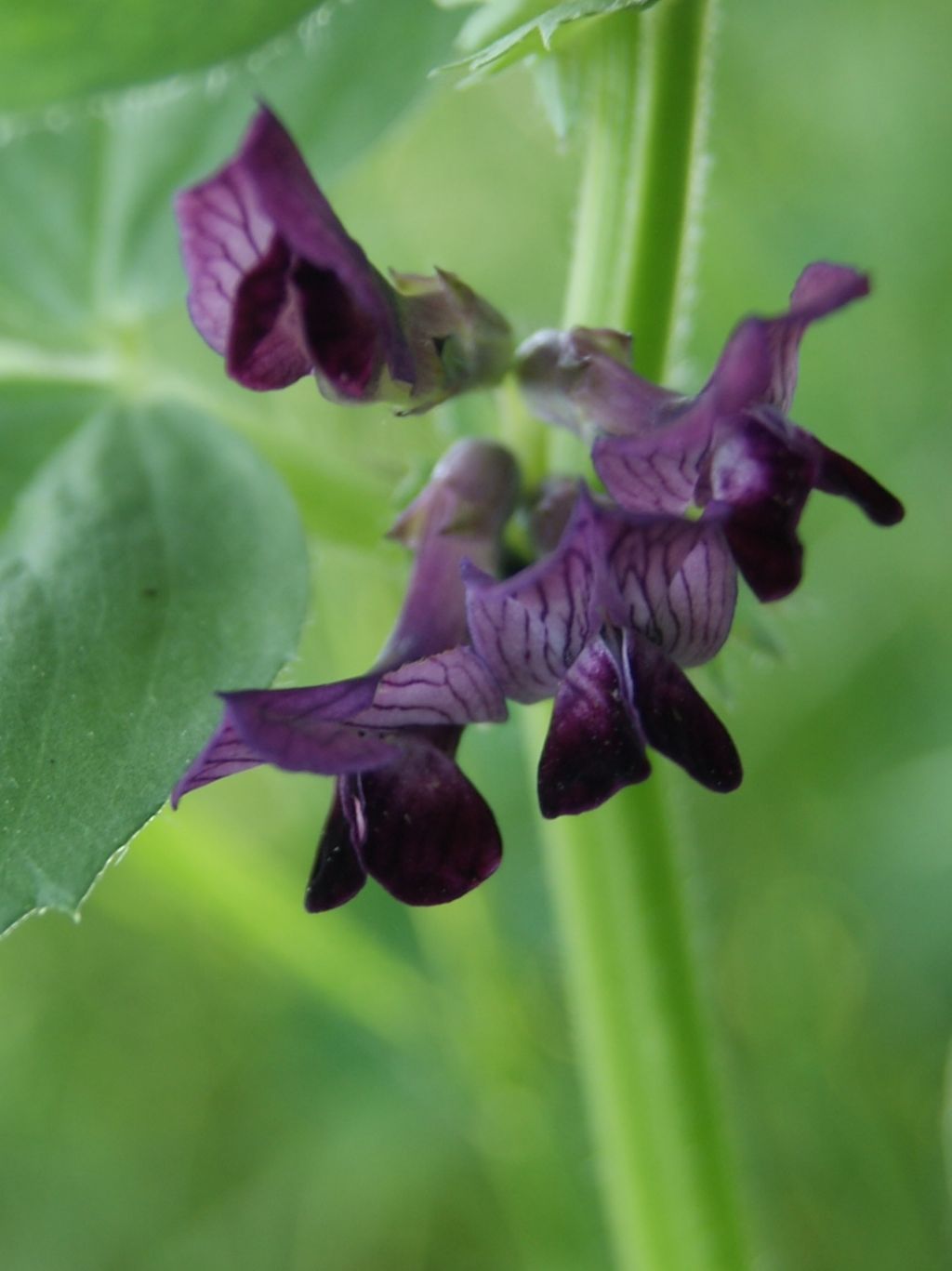 Vicia narbonensis subsp. serratifolia / Veccia narbonensis